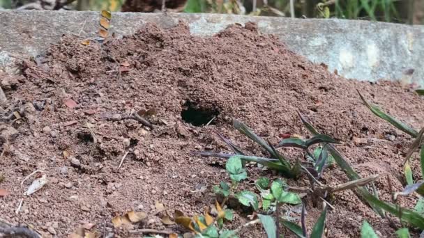 Familia Hormigas Trabajando Juntas Hormiguero Naturaleza — Vídeo de stock