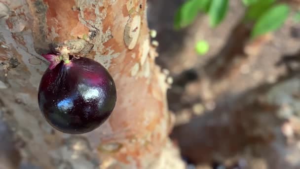 Close View Ripe Jabuticaba Hanging Tree Trunk — Stock Video