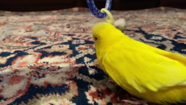 Pequeno Budgie Amarelo Divertindo Com Seu Brinquedo Sobre Tapete Dentro — Vídeo de Stock