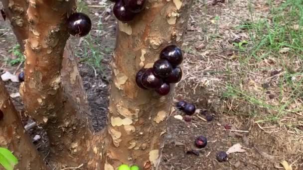 Vista Jabuticabas Maduras Colgadas Tronco Del Árbol — Vídeo de stock