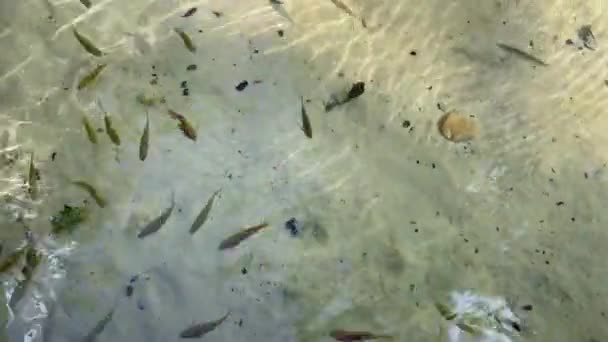 Viele Kleine Fische Zusammen Mit Großen Schwimmen Einem Flachen See — Stockvideo