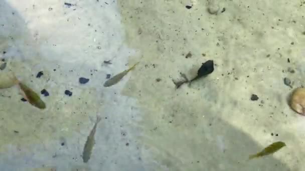Veel Kleine Vissen Samen Met Grote Die Zwemmen Een Ondiep — Stockvideo