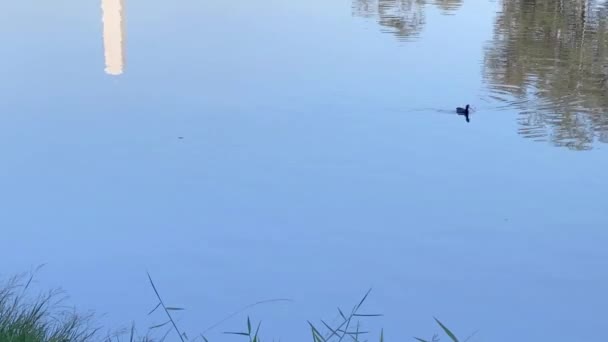 Tid Förflutit För Anka Simma Och Korsa Stor Sjö — Stockvideo