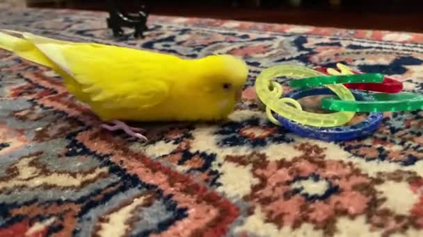 Piccolo Budgie Giallo Divertirsi Con Suo Giocattolo Sopra Tappeto Dentro — Video Stock