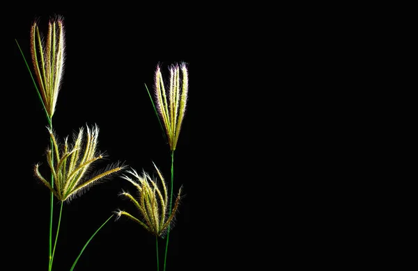 Flower of Swallen Finger grass in black background — Stock Photo, Image