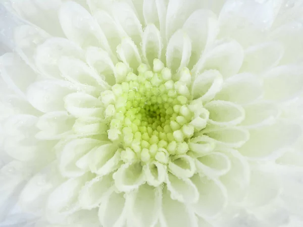 Närbild av krysantemum blomma, kort skärpedjup — Stockfoto