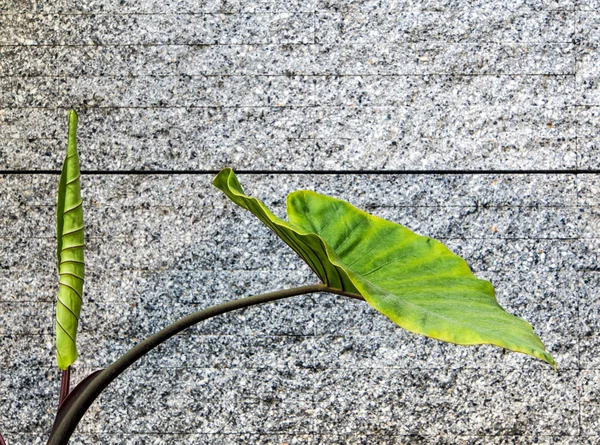 Folhas de alocasia gigantes e parede de concreto cinza — Fotografia de Stock