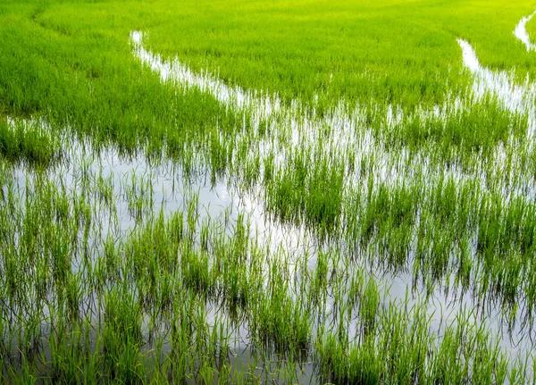 Grün und Frische der Reisfelder Landschaft — Stockfoto