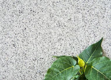 Küçük Banyan ağacı büyüyen kadar binada