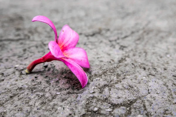 Flores rosadas caen en suelo de hormigón —  Fotos de Stock
