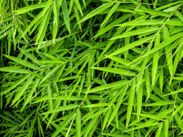 Cor verde vívida da folha de bambu — Fotografia de Stock