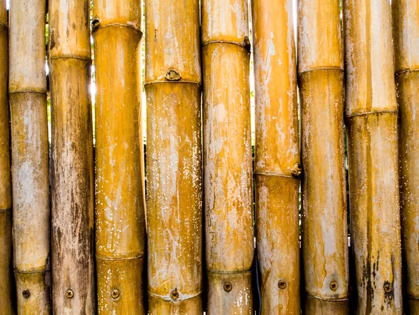 Texture de mur d'abattage naturel décorant de bambou — Photo