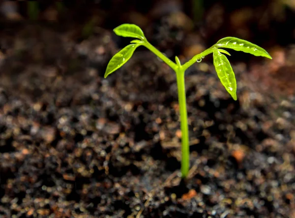 Ormanda tohum tohumu tomurcuklayan genç bitki yaprakları — Stok fotoğraf