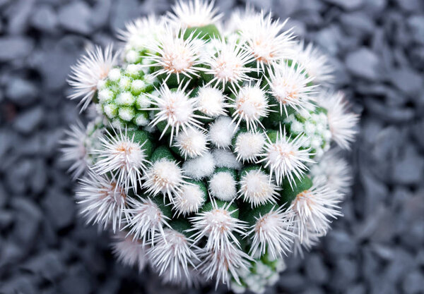 Cactus species Mammillaria vetula gracilis , Arizona Snowcap