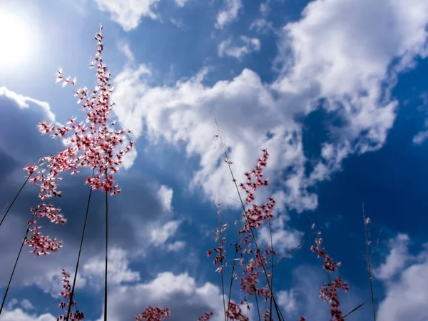 Natal ruby gras bloemen in de fel zonlicht en pluizige wolk — Stockfoto