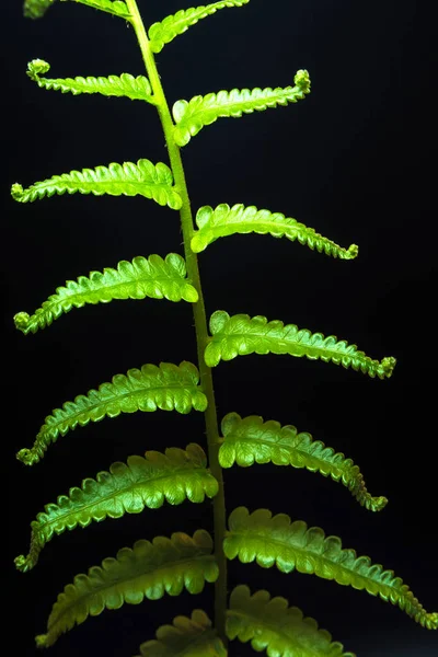 Fraicheur Feuille de fougère sur fond noir — Photo