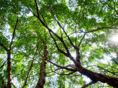 Banyan ağaçları yapraklarını eleme güneş ışığı