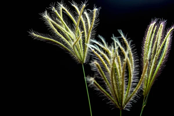 Цветок травы Swallen Finger — стоковое фото
