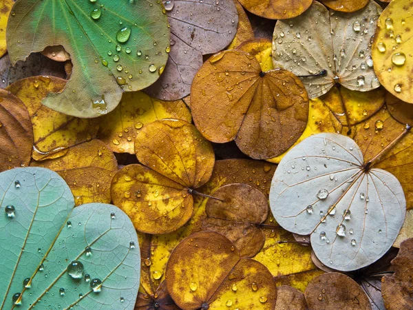 Colorido de folhas no Outono — Fotografia de Stock
