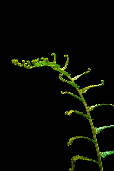 黒地に新鮮なシダの葉 — ストック写真