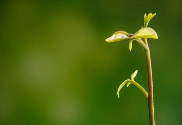 Folhas de broto de semeadura de plantas jovens na floresta — Fotografia de Stock