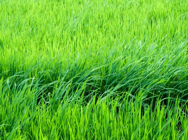 Листья рисовой мухи следуют за ветром на рисовом поле. — стоковое фото