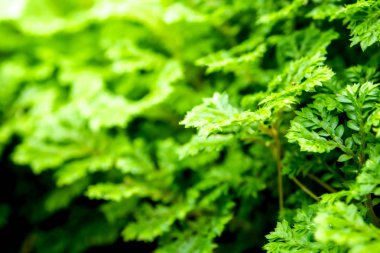 Tazelik Selaginella eğrelti otu içerir