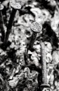 Ağaç üzerinde dövülmüş eski çivi