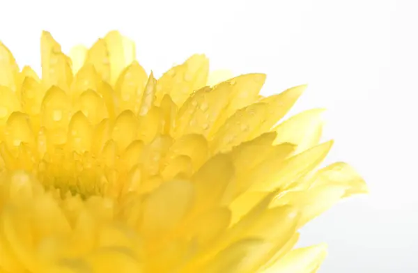 Närbild av gul krysantemum blomma på vit bakgrund — Stockfoto