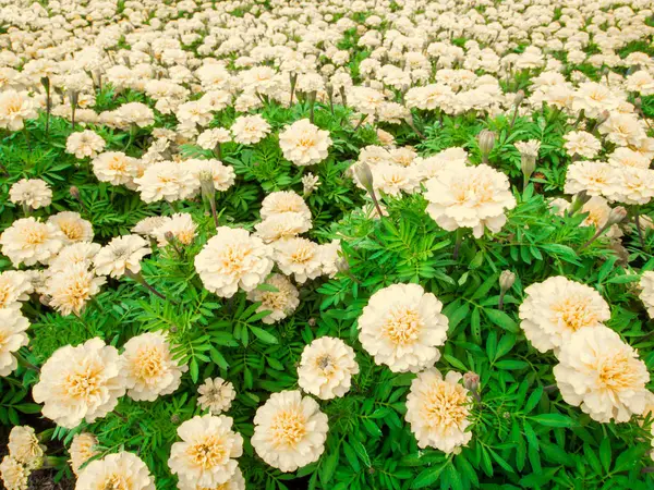 Den ringblommor fältet, rosa färg blomma — Stockfoto