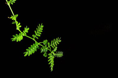 küçük caltrops siyah arka plan üzerine izole