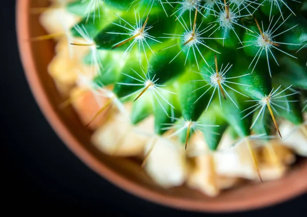 Espécie de cacto Mammillaria sobre fundo preto — Fotografia de Stock