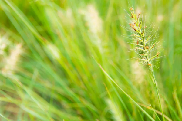 Blomman av gräs och blad i vinden — Stockfoto