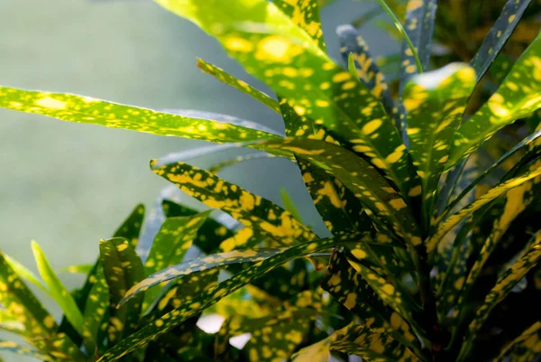 Arka plan veya süs bitki yaprakları dokusuna — Stok fotoğraf
