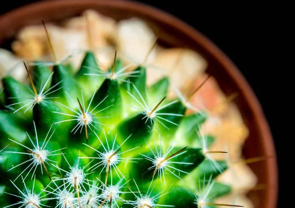 Verde vívido de Mammillaria Cactus sobre fundo preto — Fotografia de Stock