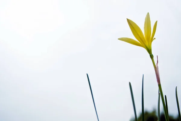 Желтый цветок цветет в саду — стоковое фото