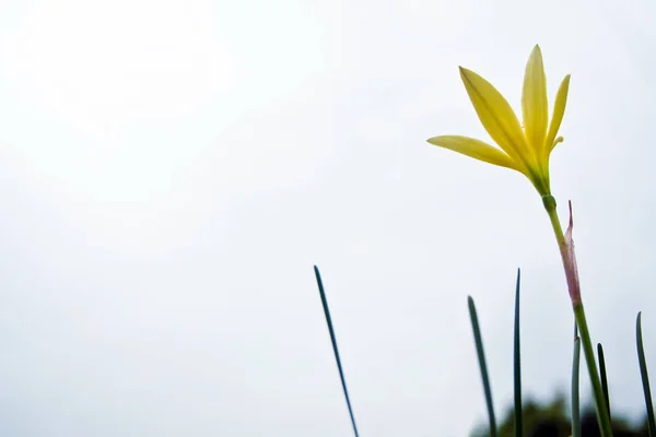 Gul blomma blommar i trädgården — Stockfoto