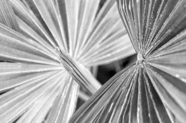 palmiye yaprakları arka plan olarak