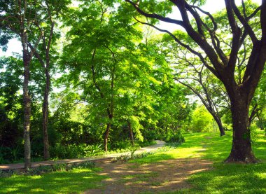 Büyük ağacın gölgesi altında parkta geçit