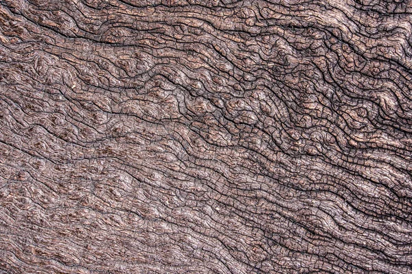 Texture of old stump wood — Stock Photo, Image