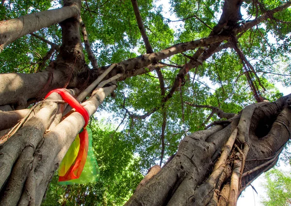 Die Anbetung mit bunten Bändern am heiligen Banyan-Baum — Stockfoto