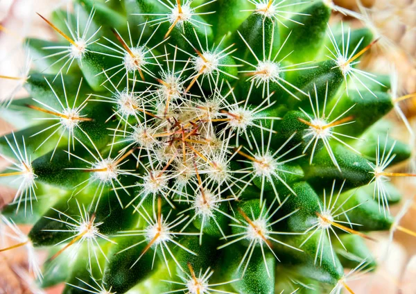 Cactus soorten Mammillaria op zwarte achtergrond — Stockfoto