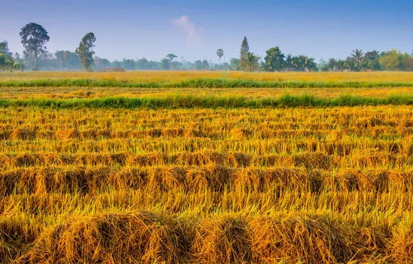 Plante de riz de couleur dorée dans les rizières après récolte — Photo