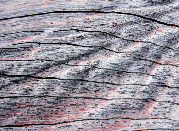 Texture of old stump wood surface