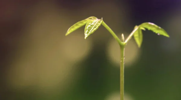 Bud daun muda tanaman bibit di hutan — Stok Foto