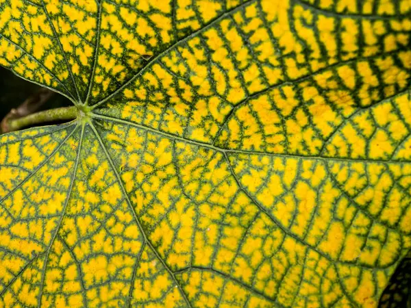 Gelbes Blatt mit grüner Linie auf der Oberfläche — Stockfoto