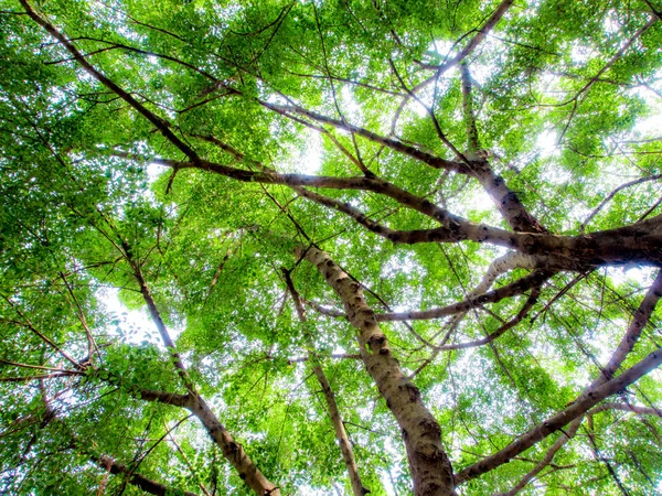 Luz solar peneirando através das folhas das árvores de Banyan — Fotografia de Stock