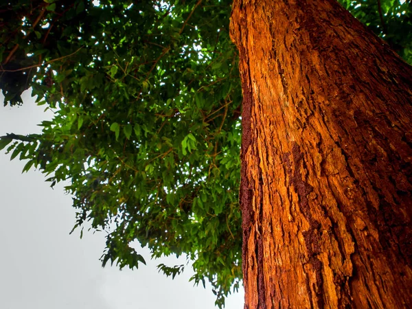 O vívido tronco vermelho da árvore — Fotografia de Stock