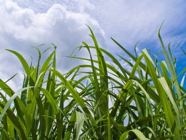 Çiftlik rüzgarda Mısır bıçak