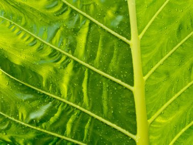 Büyük Caladium tazelik yaprak